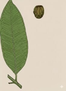 Feuilles: alternes simples terminées en pointe souvent courbée, asymétriques à la base, à bord denté.Fleurs: Fruits: capsules en forme de pommes brun verdâtre, veloutées, à paroi extérieure ligneuse et épaisse.