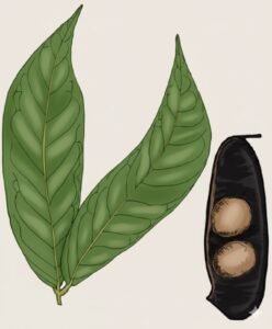 Feuilles: alternes, composées de deux folioles opposées en pince, allongées, faliformes, réunies par un pétiole long d'un centimètre, foliole à nervure médiane renflée près de l'attache.Fleurs: Fruits: gousses allongées noirâtres, s'ouvrant sur l'arbre en deux valves ligneuses, lisses, marquées seulement de rides transversales.