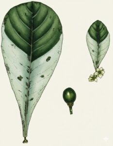 Feuilles: opposées simples, sessiles ou très courtement pétiolées, à limbe nettement plus pâle et glauque dessous.Fleurs: Fruits: baies lisses, vertes foncées à jaune.Graines: nombreuses, petites, brunes.