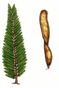 Feuilles: alternes, composées bipennées, à trente à cinquante paires de pennes opposées, formées de trente à soixante paires de folioles opposées, avec un rachis principal et secondaires pubescents roussâtres, garnis d'une glande près de la base et entre les pennes supérieures.