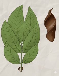 Feuilles: caduques, alternes, composées pennées de deux à quatre paires de folioles opposées plus à la base une paire de folioles rudimentaires ou leurs cicatrices, nervure médiane arquée. Fleurs:  Fruits: grandes gousses ligneuses en forme de semelle avec un bords épaissi à valves brunes lisses.