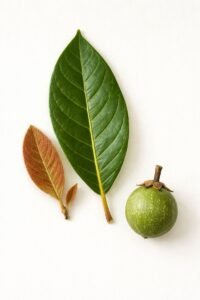 Feuilles: persistantes, alternes, simple, terminées en pointe, à limbe glabre vert brillant à la face supérieure, à nervure médiane et secondaires proéminantes à la face inférieur, les jeunes feuilles sont couvertes de poils roux.