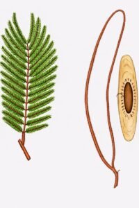 Feuilles: <caduques, alternes, composées bipennées, à dix à trente paires de pennes alternes à opposées, formées de trente à soixante paires de folioles opposées, avec un rachis principal et secondaires finement pubescents, roussâtre.