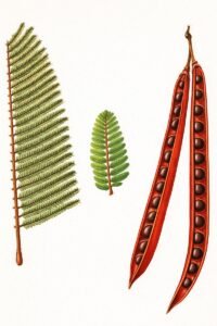 Feuilles: alternes, composées bipennées, à rachis duveteux ferrugineux, à dix à vingt six paires de pennes opposées, formées de vingt à cinquante paires de folioles opposées linéaires glabres.