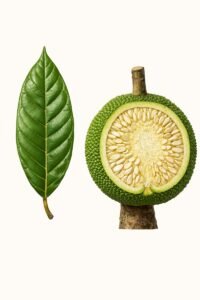 Feuilles: alternes simples allongées, à pétiole court.Fleurs: Fruits: faux-fruits apparaissant sur le tronc et les grosses branches, sphériques verts, pesant de dix à quize kg, renfermant de nombreuses graines comestibles