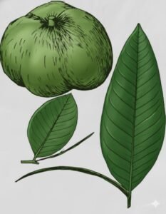 Feuilles: caduques, alternes simples, très variable en dimensions à base arrondie et sommet un peu pointu, parfois pendantes à l'extrémité des rameaux, coriaces, à quinze à vingt paires de nervures latérales fines et nervilles formant un réseau très fin. La stipule entourant les jeunes feuilles est longue, falciforme, les feuilles des arbre jeunes sont très allongées.Fleurs: Fruits: drupes globuleuses aplaties, vertes et dures, quatre à cinq lobes contenant quatre à cinq noyaux très épais, à fibres adhérentes.