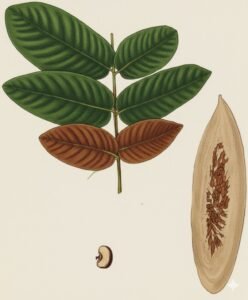 Feuilles: caduques, alternes, composées, pennées  de quatre à onze folioles alternes à subopposées, avec stipelle filiforme à la base de la foliolule, celle ci glabre à la face supérieur, veloutée ferrugineuse avec nervures sur la face inférieur.