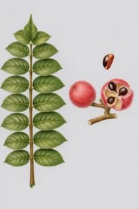 Feuilles: alternes, composées pennées, à cinq à huit paires de folioles opposées plus une foliole terminale, à quinzet à vingt paires nervures latérales déprimées en dessus proéminentes en dessous, à limbe brillant en dessus velu en dessous.