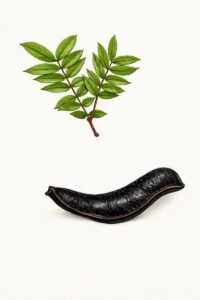 Feuilles: alternes, composées bipennées, à une paire de pennes opposées, formées de six à huit folioles alternes, lancéolées.Fleurs: Fruits: gousses ligneuses en forme de s, à surface très noire, s'ouvrant par deux valeves se détendant brusquement et en projetant les graines loin.