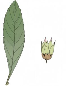 Feuilles: alternes simples, à bords denté, à pétiole très court, nervures secondaires peu saillantes à la face inférieure. Fleurs:  Fruits: petites capsules.