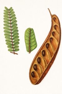 Feuilles: persistantes, alternes, composées bipennées, à dix  à trente paires de pennes opposées, formées de douze à vingt paires de folioles opposées, à rachis principal à trois arêtes vives, bubescent roussâtre, poils étoilés roux sur les nervures médianes des folioles en dessous et sur le rachis.