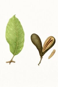 Feuilles:caduques, opposées, sur rameaux largement lenticellés, simple, terminées en pointes au sommet, sept à dix paires de nervures latérales légèrement proéminentes  à pétiole atteignant trois cm couvert de poils. Fleurs: Fruits: capsules ligneuses en forme de petits avocats, à surface couverte de lenticelles, s'ouvrant en deux valves persistantes.