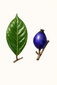 Feuilles: caduques pendant un temps très court, alternes simples terminées en pointe, coriaces, brillantes dessus, à nervure médiane très saillante sur les deux faces.Fruits: faux-fruits charnus ellipsoides bleu violacé.