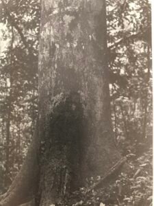 Base: empattement ou contreforts épais peu élevés.Fût:  droit, cylindrique, irrégulier chez les gros abres, long 25 m diamètre 1.2 m.