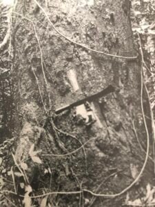 Base: très légérement épaissie.Fût: droit et cylindrique, long 25 m diamètre 1.5 m.