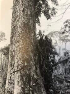 Base: léger empattement.
Fût: droit et cylindrique, long 20 m diamètre 1 m.