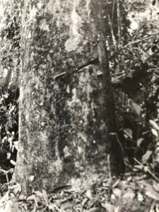 Base: légèrement épaisie.Fût: droit et cylindrique, long 25 m diamètre 1,6 m.