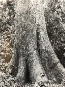 Base: empattement se prolongeant par de grosses racines arrondies, portant des lenticelles jauness orangées alignées, s'étandant assez loin du tronc à la surface du sol.