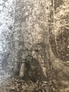 Base: à empattement plus ou moins prononcé, avec de longues racines traçantes. Fût: droit cylindrique, long 30 m diamètre 2 m.