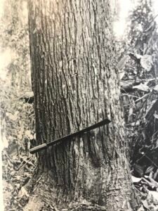 Base: empattement.Fût: droit, cylindrique, long 15 m diamètre 1 m.