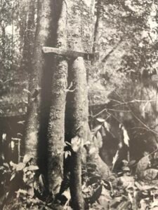 Base: contreforts inclinés à 45°, parfois presque verticaux. Fût: droit, mais non cylindrique, long 15 m diamètre 0.60 m.