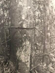 Base: contreforts peu développés.Fût: droit cylindrique, long 20 m diamètre 0.80 m.