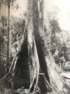 Base: généralement quatre contreforts minces ailés triangulaires, montant jusqu'à quatre à cinq mètres et s'étendant à plusieurs mètres de la base.Fût: droit et cylindrique, long 35 m diamètre 1.3 m.