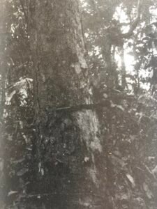 Base: cylindrique.Fût: droit et cylindrique, long 20 m diamètre 3 m.