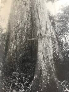 Base: empattement ou contreforts peu développés.Fût: droit et cylindrique, long 20 m diamètre 1.5 m.