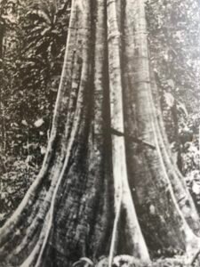 Base: contreforts minces, peu étendus sur le sol mais s'élevant très haut.Fût: cannelé, toujours de mauvaise forme, long 20 m diamètre 0.70 m.