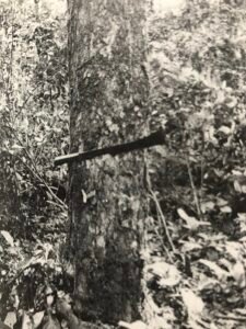 Base: pas de contrefort mais léger empattement chez les vieux sujet. Fût: droit souvent cannelé, long 10 m diamètre 0.60 m.