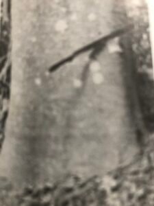 Base: empattement ou contrforts peu élevés. Fût: droit et cylindrique, long 15 m diamètre 0.80 m.