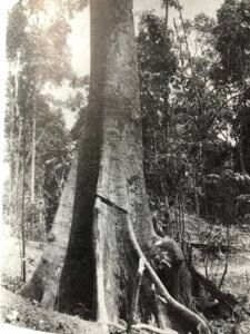 Base: contreforts minces, dressés.
Fût: droit et cylindrique, long 25 m diamètre 1 m.