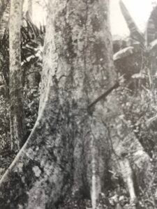 Base: contreforts minces peu développés.Fût: un peu sinueux et cylindrique, long 25 m diamètre 1.3 m.