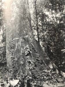 Base: empattement. Fût: bosselé, plus ou moins sinueux, long 15 m diamètre 1.5 m.