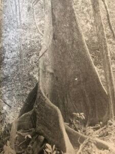 Base: contreforts ailés.Fût: droit, cannelé à la base, long 25 m diamètre 1 m.