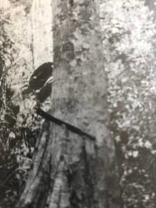 Base: nombreux contreforts dressés, minces, ailés, ramifiés. Fût: droit, cylindrique garni de pointes ligneuses, long 20 m diamètre 0.90 m.