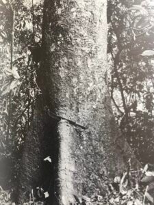 Base: variable, depuis empattement surmontant les groses racines jusqu'à contreforts rayonnents droits s'élevant de quatre mètres de haut.Fût: penché, parfois tordu ou sinueux, long 15 m diamètre 2 m.