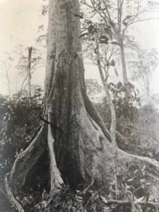Base: quatre à cinq contreforts très minces se raccordant au tronc à dfférentes hauteurs, s'écartant de deux mètres de la base de l'arbre et se divisant en pattes latérales se prolongeant en racines superficilles. Fût: droit, bosselé, long 20 m diamètre 1.2 m.