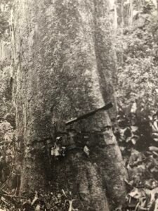 Base: empattement. Fût: plus ou moins sinueux, cannelé à la base puis cylindrique, long 25 m diamètre 1.5 m.