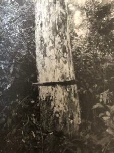 Base: sans contreforts mais un peu cannelée. Fût: parfois un peu sineux, cylindrique, long 25 m diamètre 0.90 m.