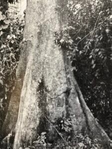 Base: puissants contreforts ailés minces, se prolongeant par des racines sinueuses à la surface du sol.Fût: droit et cylindrique, long 20 m diamètre 1.5 m.