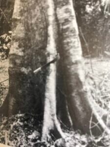 Base: contreforts ailés peu importants.Fût: droit et cylindrique, long 15 m diamètre 1.3 m.