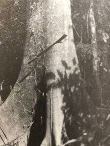 Base: contreforts peu développés ou absantsFût: droit et cylindrique, long 15 m diamètre 0.80 m.