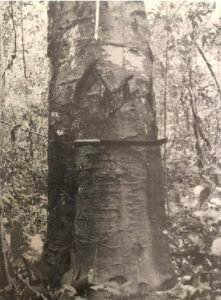 Base: empattemet.Fût: droit et cylindrique, long 20 m diamètre 1 m.