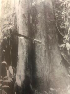 Base: cannelée.Fût: droit et irrégulier, long 15 m diamètre 0.60 m.