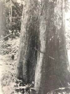 Base: légèrement épaisie et cannlée.Fût: droit, à cannelures remontant parfois assez haut le long du tronc, long 20 m diamètre 1.20 m.