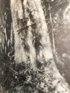 Base: léger empattement.Fût: droit, souvent cannlé sur une grande hauteur, long 20 m diamètre 1 m.