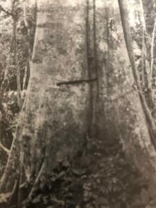 Base: cannlée ou petits contreforts.Fût: pas très droit cannelé, long 20 m diamètre 0.80 m.