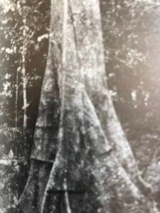 Base: contreforts.Fût: droit, cylindrique, long 25 m diamètre 1 m.